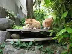 宝山寺の動物