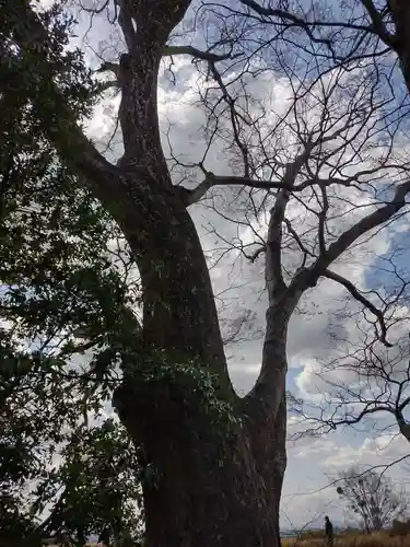 松井孫右衛門社(三重県)