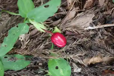 大槻熊野神社の自然