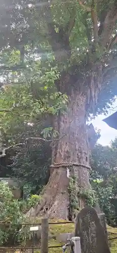 荏柄天神社(神奈川県)