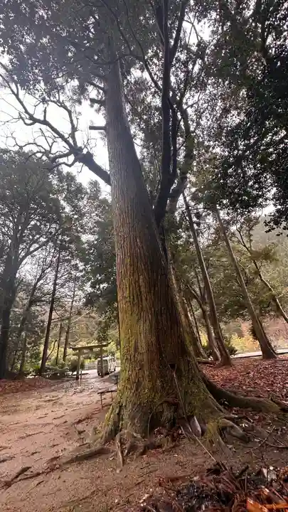 八幡神社(兵庫県)