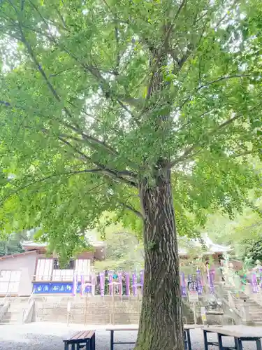 下野 星宮神社の自然