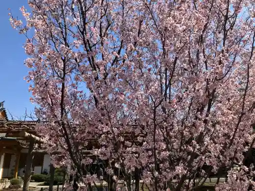 愛染院の{uncategorized: "未分類", other: "その他", undefined: "問題あり", building: "その他建物", grave: "お墓", sacred_gate: "鳥居", guardian: "狛犬", statue: "像", buddha: "仏像", history: "歴史", nature: "自然", garden: "庭園", animal: "動物", pagoda: "塔", temizu: "手水舎", mountain_gate: "山門・神門", sanctuary: "本殿・本堂", subordinate: "末社・摂社", art: "芸術", scenery: "景色", jizo: "地蔵", ema: "絵馬", goshuin: "御朱印", omikuji: "おみくじ", items: "授与品その他", amulet: "お守り", goshuincho: "御朱印帳", eats: "食事", festival: "お祭り", votive_dance: "神楽", shichigosan: "七五三参", wedding: "結婚式", experience: "体験その他", initially: "初詣", around: "周辺", anti_infection: "感染症対策"}