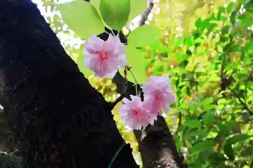 東京大神宮の自然