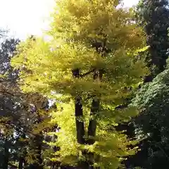 瀧尾神社の自然