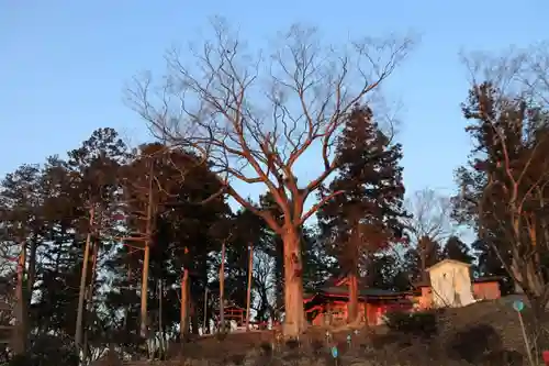 阿久津「田村神社」（郡山市阿久津町）旧社名：伊豆箱根三嶋三社の景色