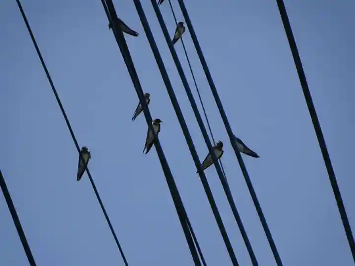 櫻井子安神社の動物