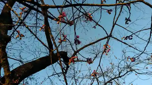 荏原神社の自然