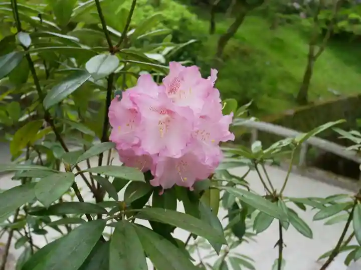 東福禅寺(東福寺)の自然