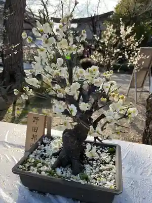 道明寺天満宮(大阪府)