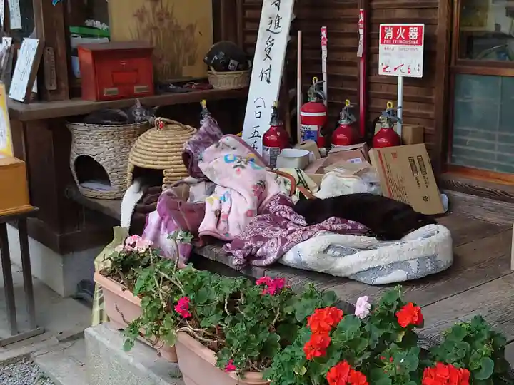 梅宮大社の動物