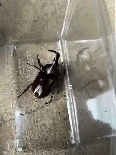 安用寺(愛知県)