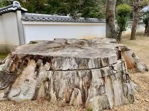 法雲院の自然