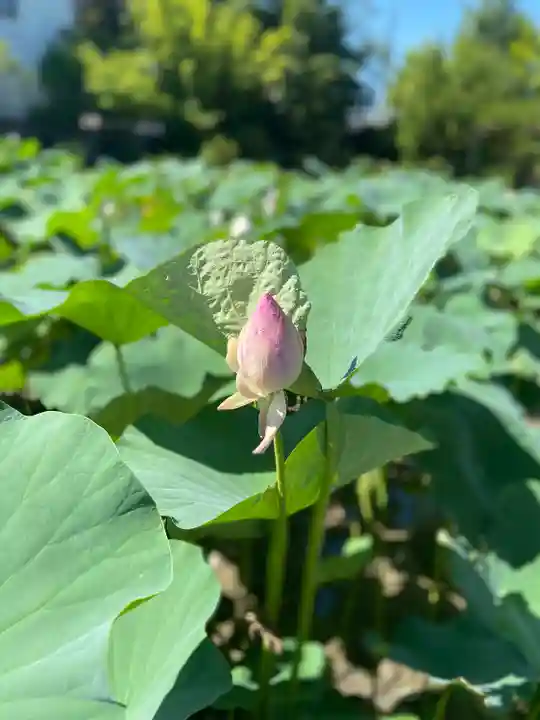 持明院(石川県)
