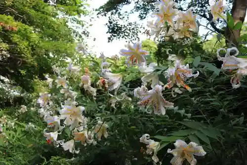 三春大神宮の自然