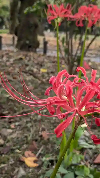 平野神社(京都府)