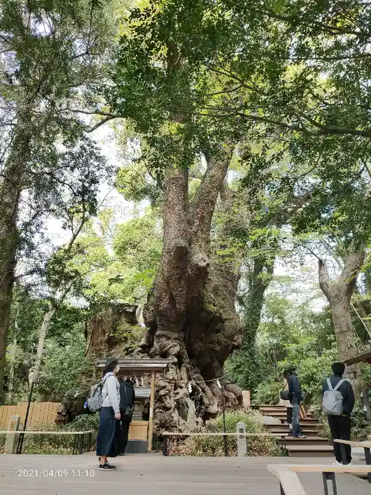 來宮神社の自然