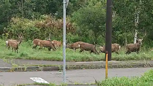 樽前山神社の動物