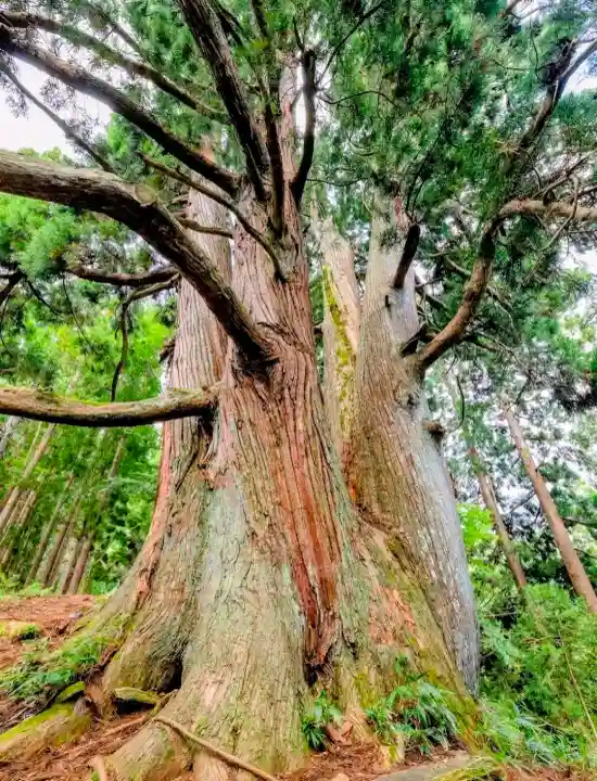白山中居神社の{uncategorized: "未分類", other: "その他", undefined: "問題あり", building: "その他建物", grave: "お墓", sacred_gate: "鳥居", guardian: "狛犬", statue: "像", buddha: "仏像", history: "歴史", nature: "自然", garden: "庭園", animal: "動物", pagoda: "塔", temizu: "手水舎", mountain_gate: "山門・神門", sanctuary: "本殿・本堂", subordinate: "末社・摂社", art: "芸術", scenery: "景色", jizo: "地蔵", ema: "絵馬", goshuin: "御朱印", omikuji: "おみくじ", items: "授与品その他", amulet: "お守り", goshuincho: "御朱印帳", eats: "食事", festival: "お祭り", votive_dance: "神楽", shichigosan: "七五三参", wedding: "結婚式", experience: "体験その他", initially: "初詣", around: "周辺", anti_infection: "感染症対策"}