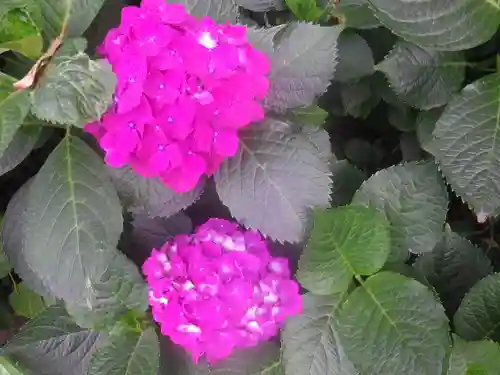 御霊神社の自然