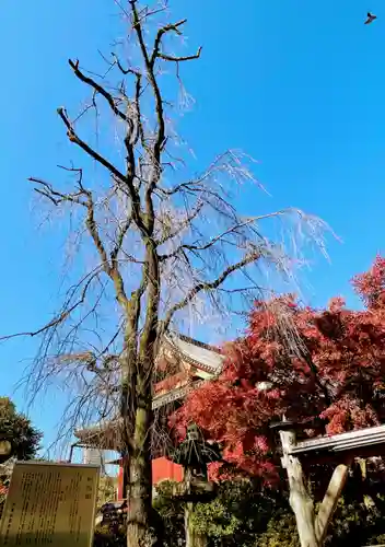 清水観音堂の庭園