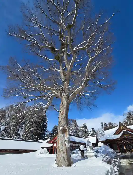 北海道護國神社の自然