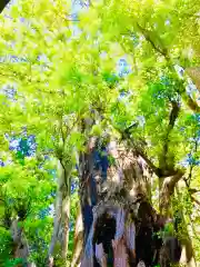 神崎神社の自然