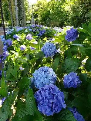 妙法寺(東京都)