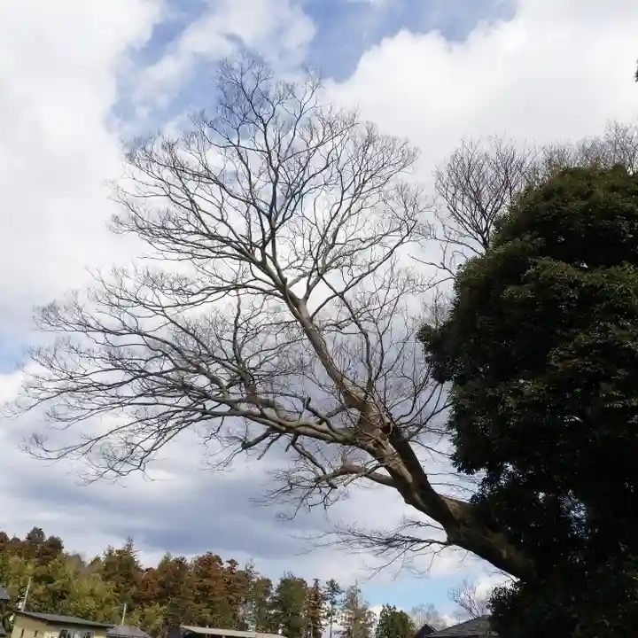 愛宕神社の自然