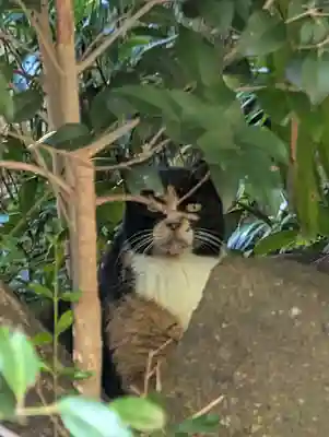 春日神社(神奈川県)