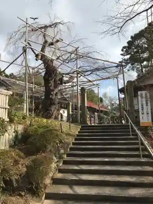 千手院の庭園
