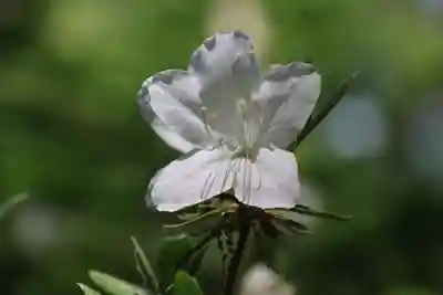 麓山神社の庭園