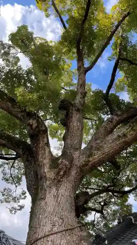 阿保神社の自然