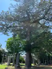 諏訪神社(千葉県)