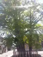 津島神社(愛知県)