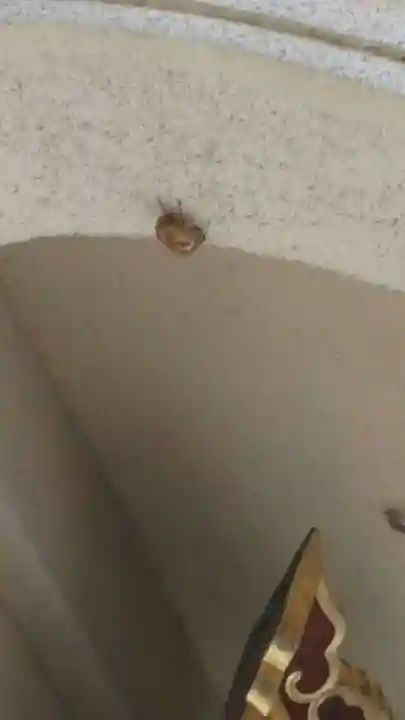 駒形神社(静岡県)