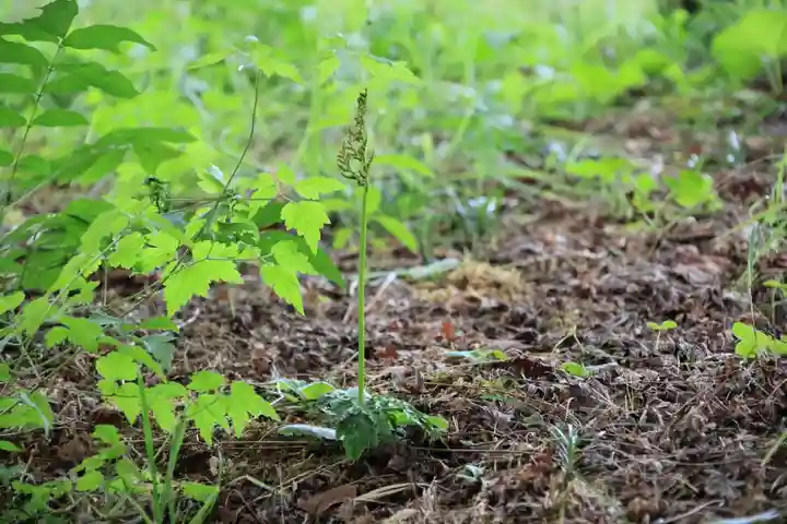 三春大神宮の自然