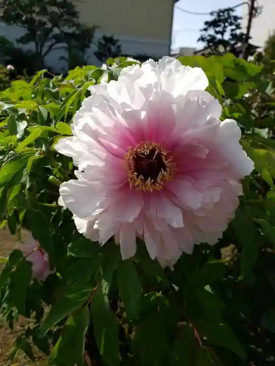 禅定院(東京都)