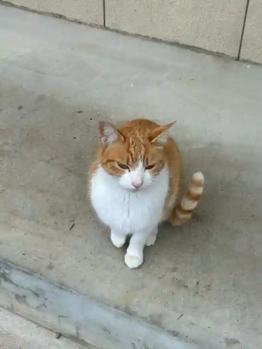 真野寺の{uncategorized: "未分類", other: "その他", undefined: "問題あり", building: "その他建物", grave: "お墓", sacred_gate: "鳥居", guardian: "狛犬", statue: "像", buddha: "仏像", history: "歴史", nature: "自然", garden: "庭園", animal: "動物", pagoda: "塔", temizu: "手水舎", mountain_gate: "山門・神門", sanctuary: "本殿・本堂", subordinate: "末社・摂社", art: "芸術", scenery: "景色", jizo: "地蔵", ema: "絵馬", goshuin: "御朱印", omikuji: "おみくじ", items: "授与品その他", amulet: "お守り", goshuincho: "御朱印帳", eats: "食事", festival: "お祭り", votive_dance: "神楽", shichigosan: "七五三参", wedding: "結婚式", experience: "体験その他", initially: "初詣", around: "周辺", anti_infection: "感染症対策"}