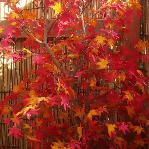 牛天神北野神社の自然