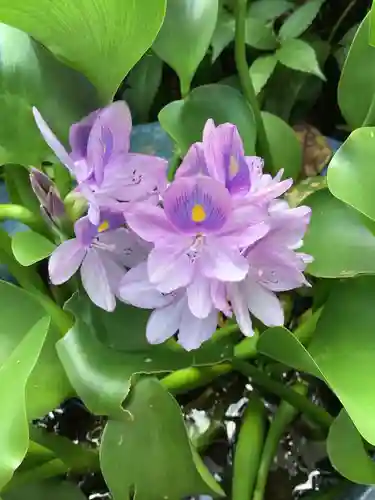 三輪神社の自然