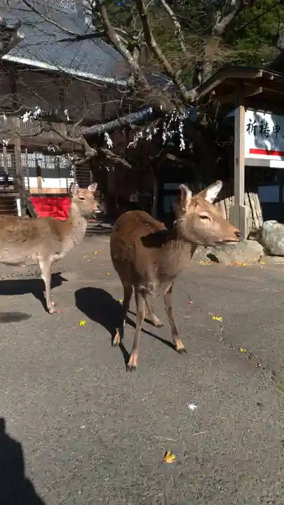 金華山黄金山神社の動物