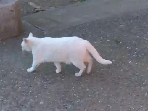 雷神社(神奈川県)