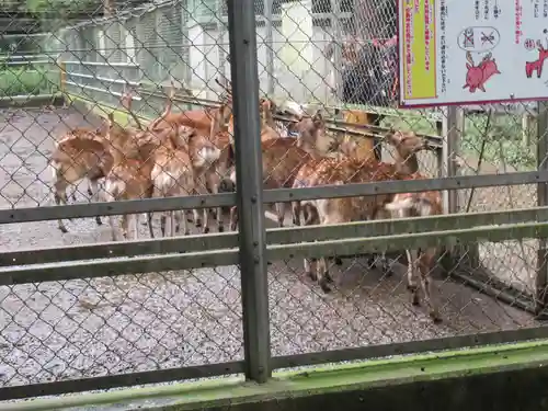 鹿島神宮の動物
