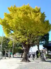 飛鳥神社(愛知県)