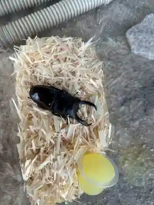 安用寺(愛知県)