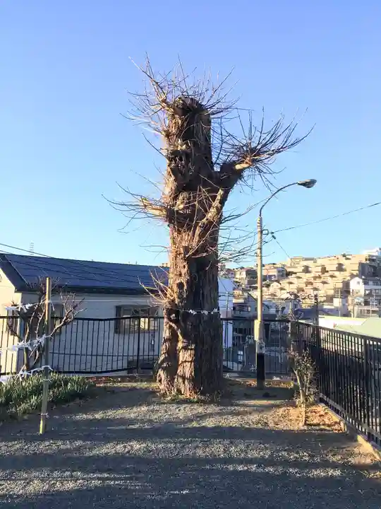 永田春日神社の自然