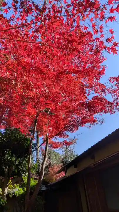 常照寺(京都府)
