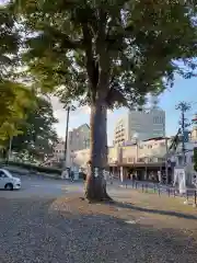 櫻山神社の自然