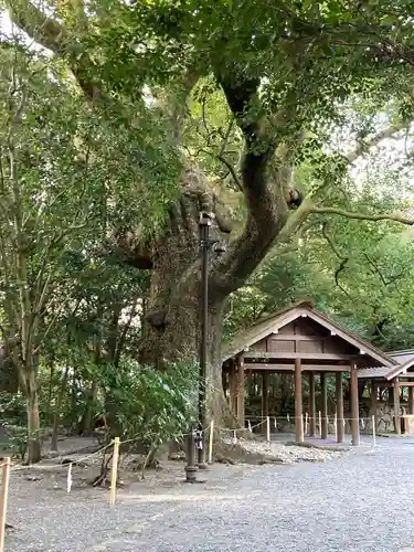 月夜見宮（豊受大神宮別宮）の自然